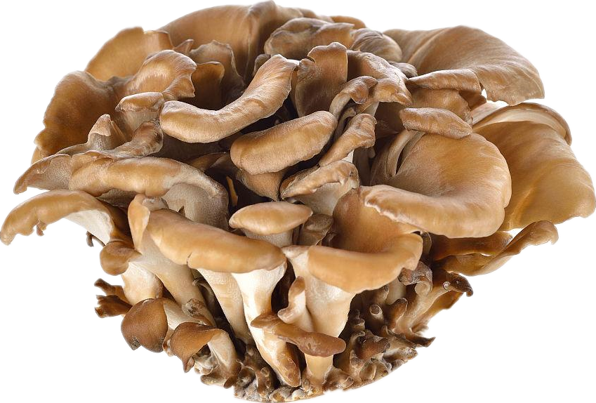 maitake mushroom Extract