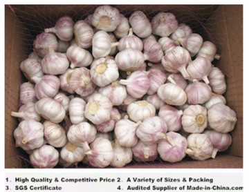 2014 Top Quality Garlic