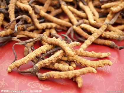 Cordyceps Sinensis Extract 40% Polysaccharides Powder