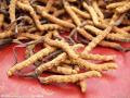 Cordyceps Sinensis Απόσπασμα 40% σκόνη πολυσακχαριτών