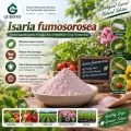 مسحوق الميكروبات Isaria fumosorosea لإدارة الآفات البيولوجية