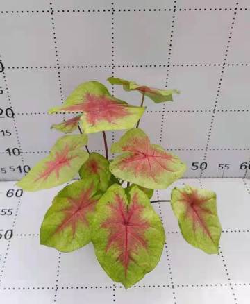 caladium xiantao in discount