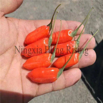 Yin Jing chinese tonic goji berry wolfberries