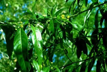 litsea cubeba oil