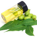 India Neem Seed Oil Chinaberry