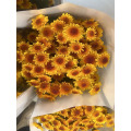 রৌদ্রোজ্জ্বল হলুদ স্প্রে chrysanthemum
