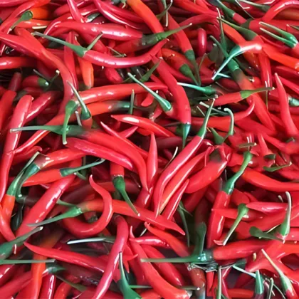 Piper nigrum Dried Sichuan Pepper Chinese pepper