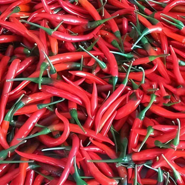 Kurutulmuş Sichuan Biber Kırmızısı (Çin dikenli kül)