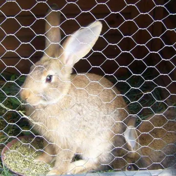 Hot Dipped Galvanized Hexagonal Wire Mesh Chicken Poultry Wire 1/2 Hexagonal Mesh