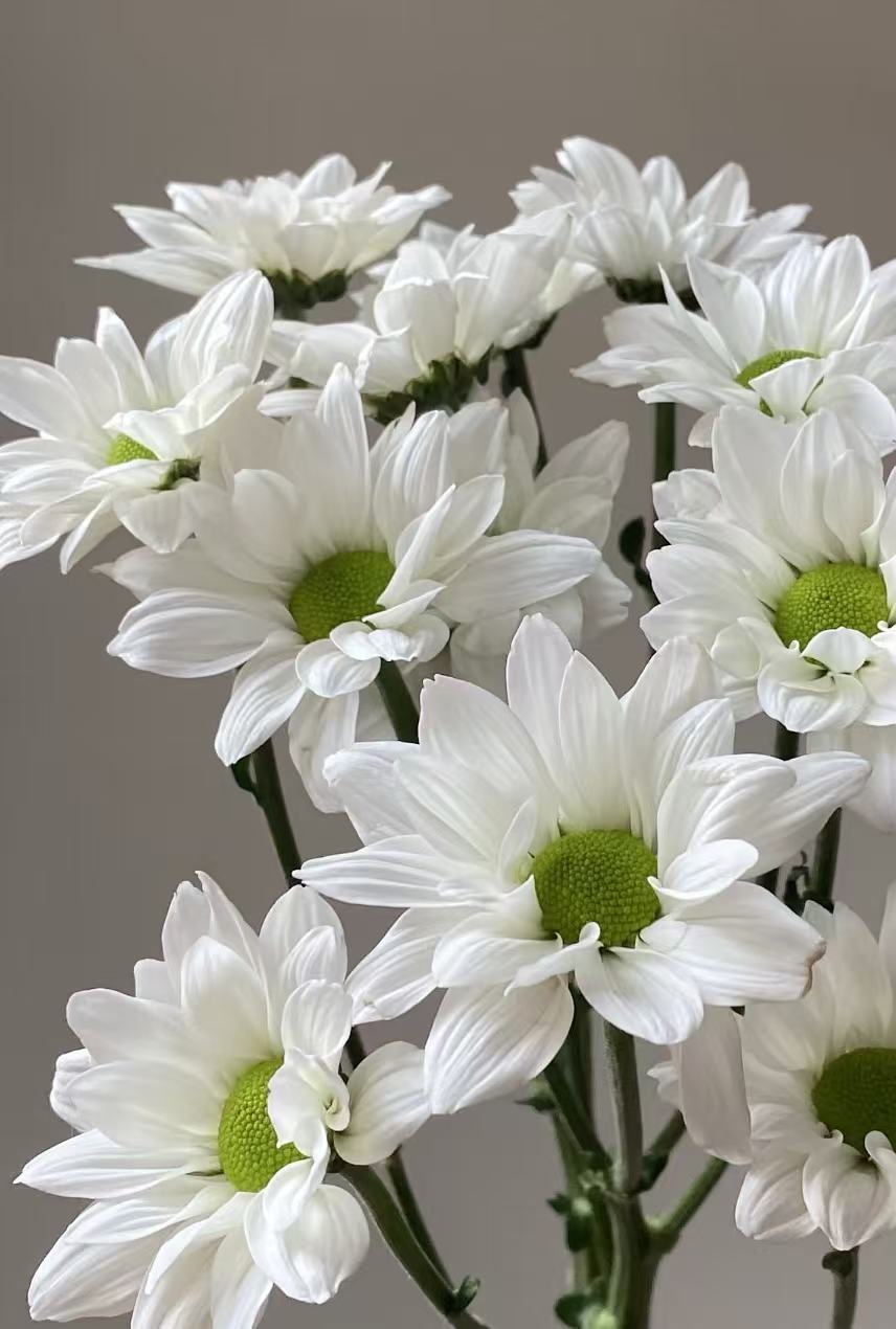 Kennedy white chrysanthemum