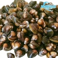 Vongole di fiume vive di alta qualità e prelibatezze acquatiche sbucciate