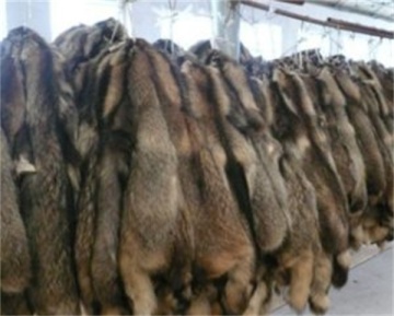 Chinese Raccoon Skin