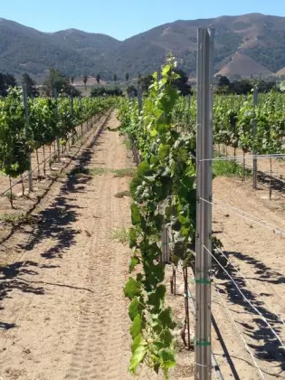 Metal line vineyard posts