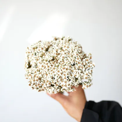 Wholesale Small White Dried Flowers and French White Plums