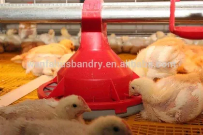 poultry farm broiler rooster cage