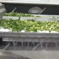 Frozen Broccoli Precooking Machine for salad processing line