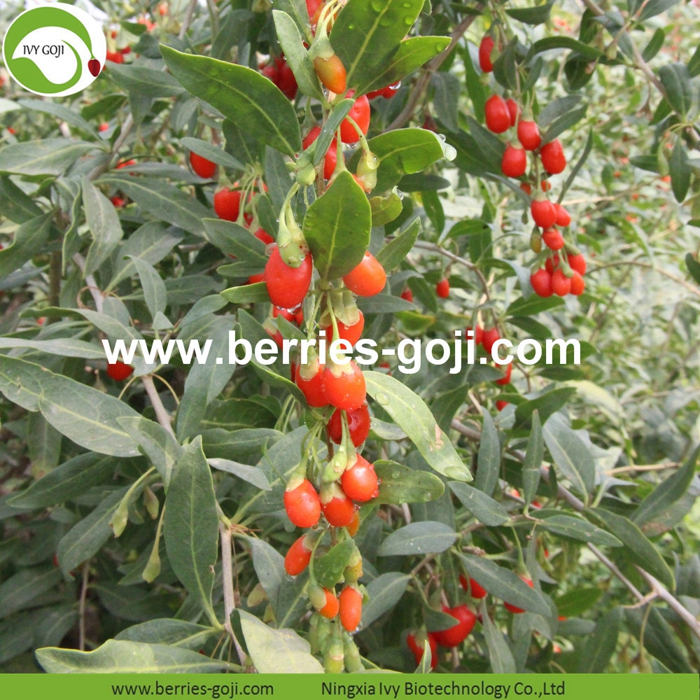 Goji berry
