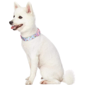 Spring Scent Floral Dog Collars