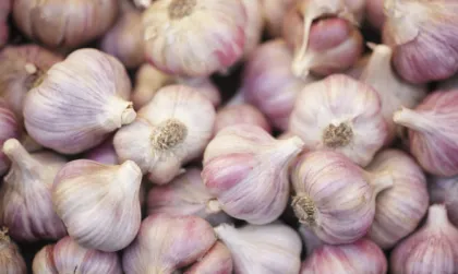 070320 Chinese Supreme Fresh Garlic