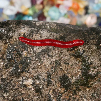 Wholesale Simulated Earthworm & Red Worm Soft Bait for Sea Fishing