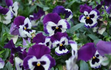 Bella cinese Pansy di erbe