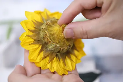 Yunnan Wholesale Preserved Sunflower Yellow: Flower Boxes and Heads