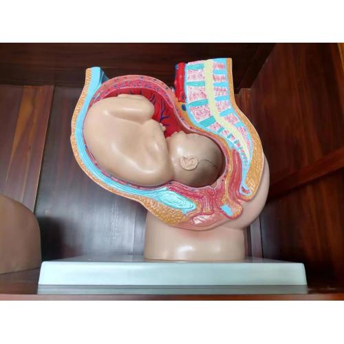 Postnatal Care Female Pelvis with Fetus Supplier