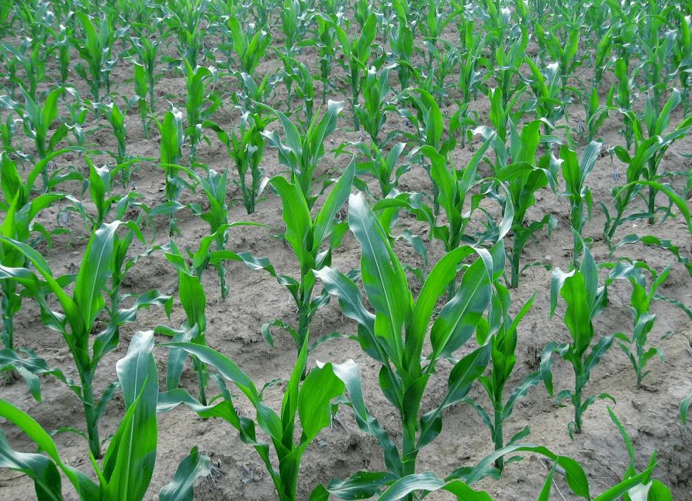 maize growth