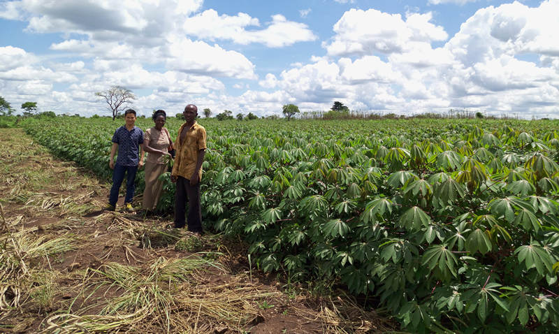 AgriTT cassava planting