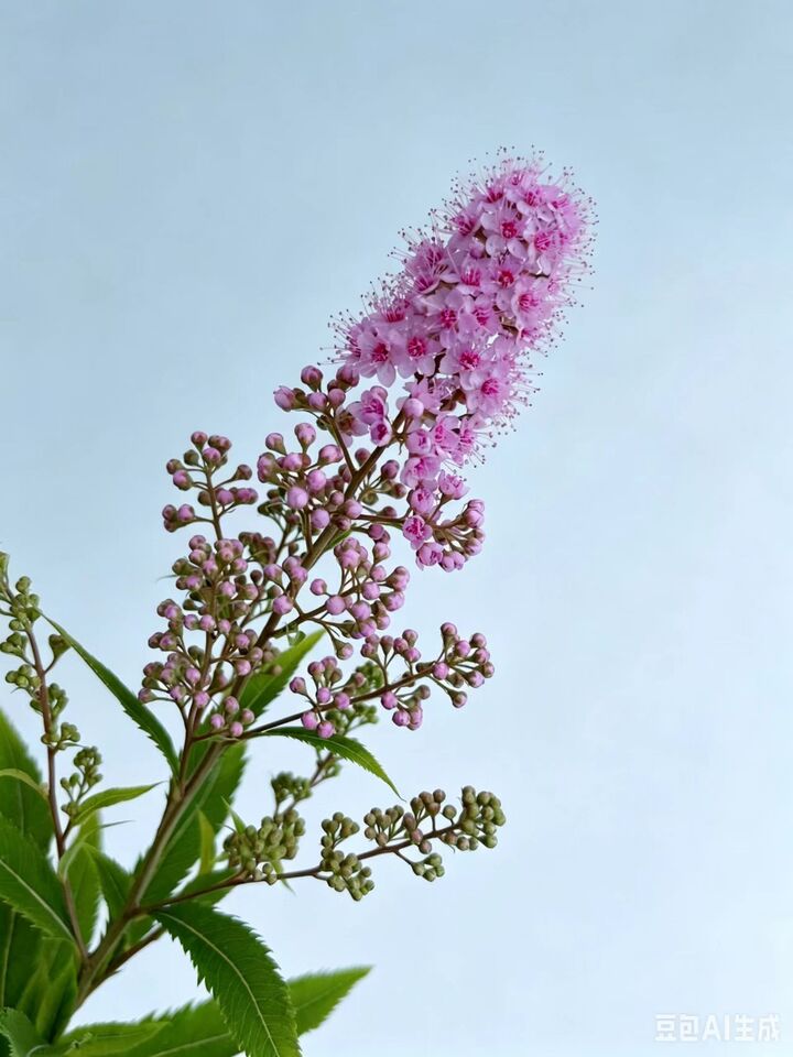 Pink Sorbaria sorbifolia