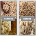 Grão quinoa de alta qualidade