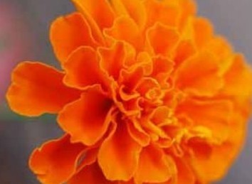 Lutein 10%-90% BY HPLC