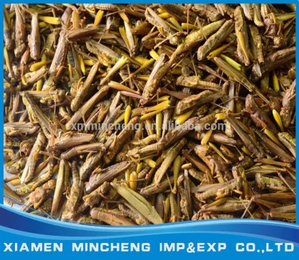 Pet food type Freeze dried grasshopper