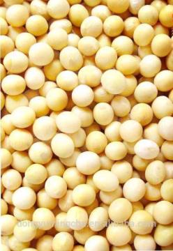 Natural Soybean Extract: Genistein 98%