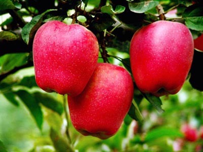 Färskt rött äpple med högsta kvalitet