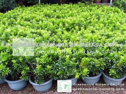 Aglaia odorata small plants