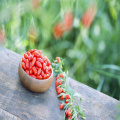 BRC Certified Hot sale chinese organic wolfberry