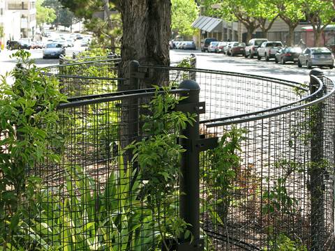 climber-trellis-mesh-tree-guard
