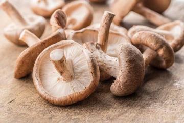Raw Typical Delicious Wild White Shiitake