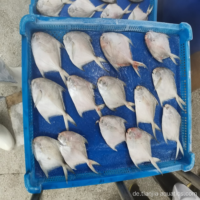 Gefrorener gelber Croaker Fisch