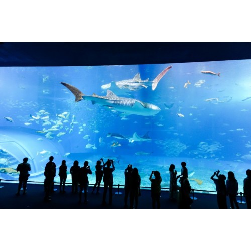 Custom large clear Acrylic Tunnel in ocean Aquarium