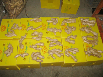 export to Algeria air dried ginger