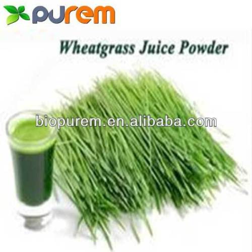 Wheatgrass Juice Powder, High Quality Wheatgrass Juice Powder on