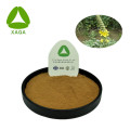 Verbascum Thapsus Extract Powder 10:1