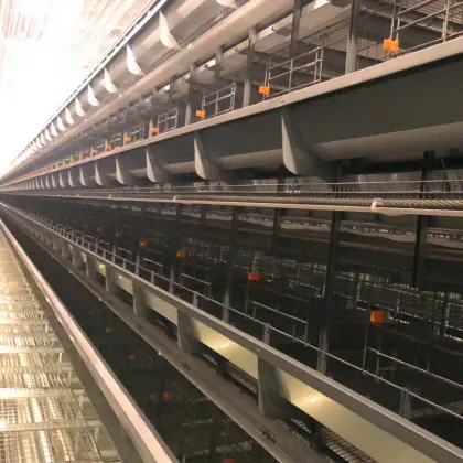 chicken cage system for chicken farm