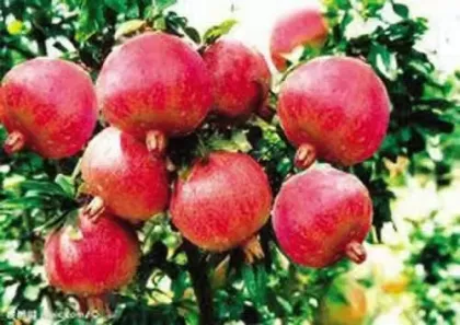 Handpicked Pomegranates for Fresh Consumption
