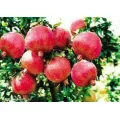 Mga Pinili na Pomegranate para sa Sariwang Pagkonsumo