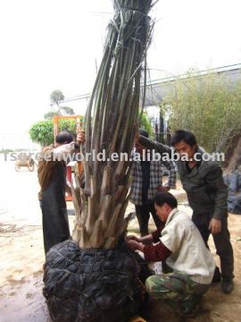 butia capitata packing
