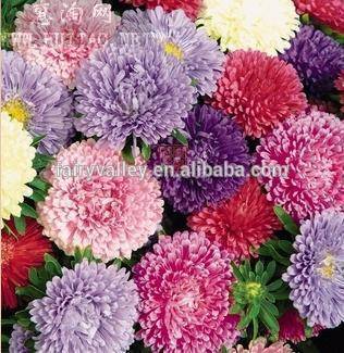 Beautiful flowers Garden Flower Seeds China aster seeds for sale