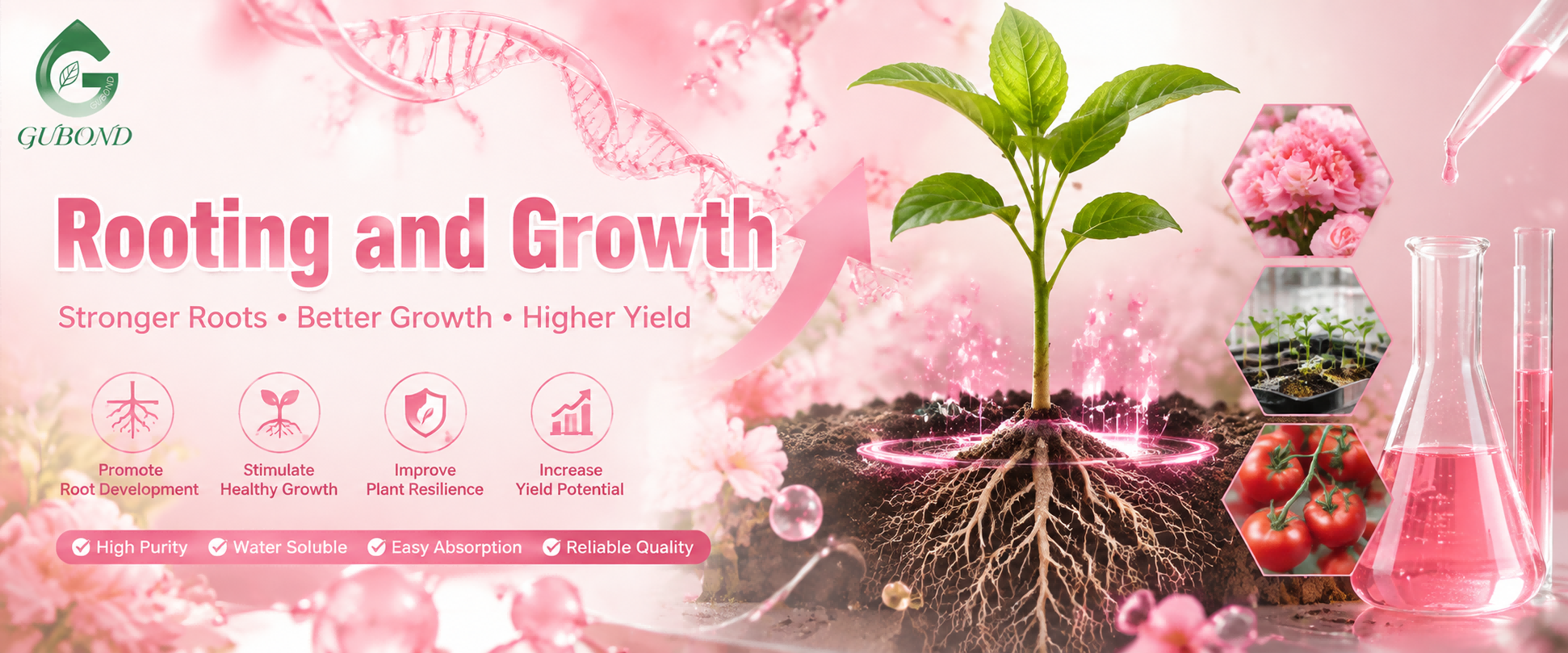 Rooting and growth